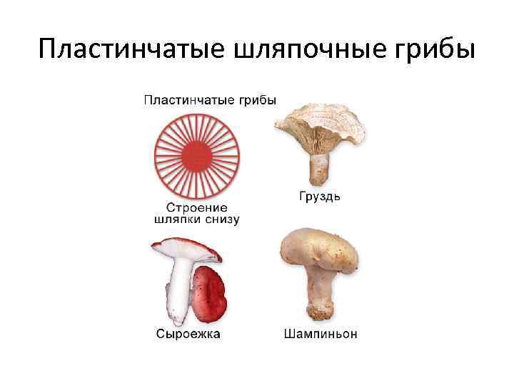 Пластинчатые шляпочные грибы 