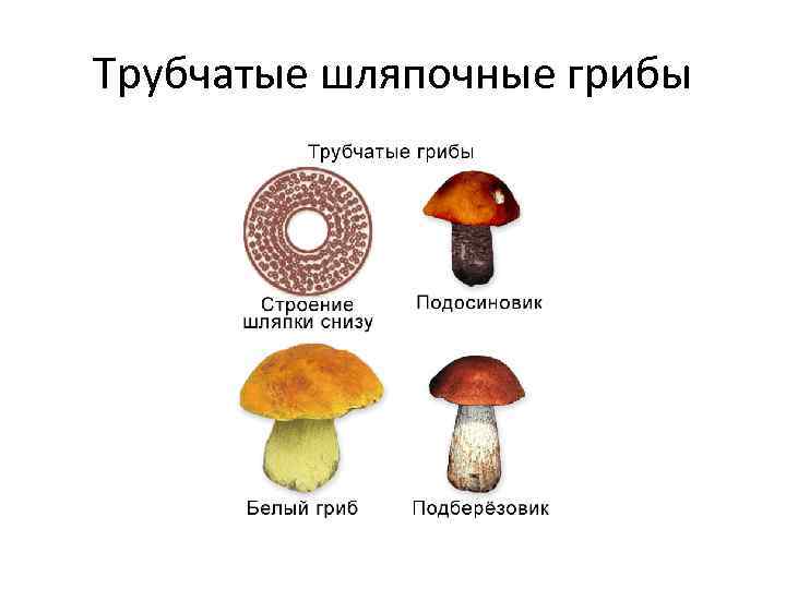 Трубчатые шляпочные грибы 