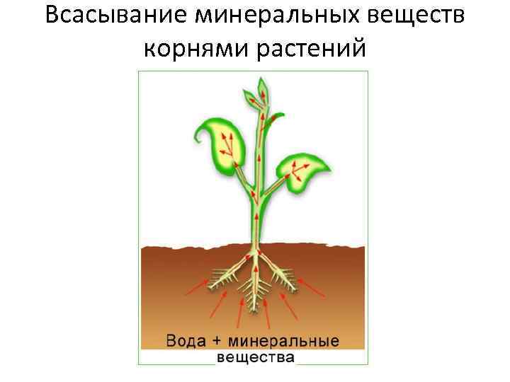 Всасывание минеральных веществ корнями растений 