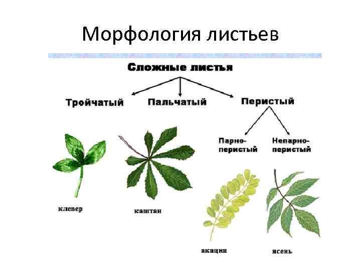 Морфология листьев 