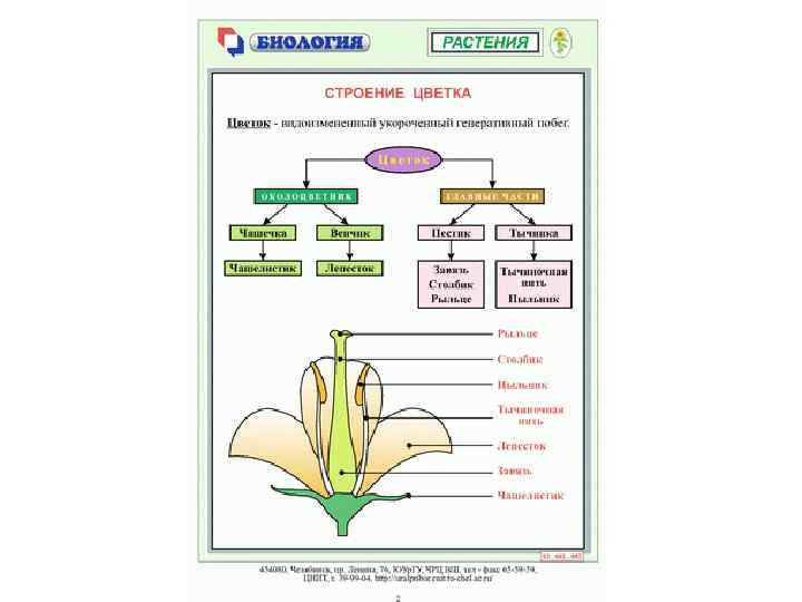 Таблица строения растений. Строение цветка таблица. Строение цветка ботаника. Таблицы по ботанике. Схемы по ботанике.
