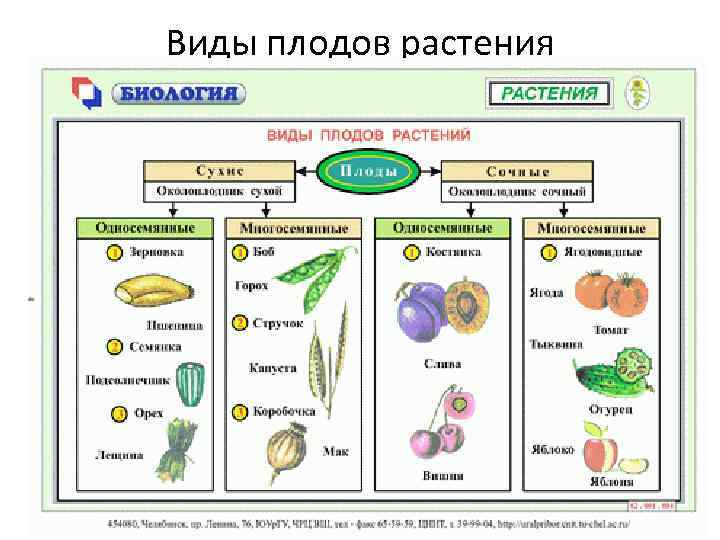 Виды плодов растения 