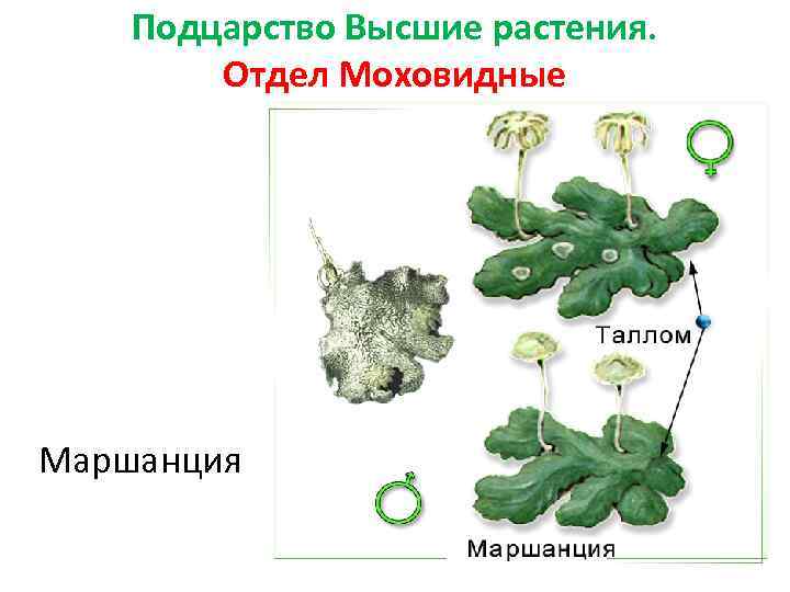 Растение маршанции к какой группе относится. Отдел растений маршанция. К какому отделу растений относится маршанция. Маршанция ризоиды. Подцарство высшие растения отдел Моховидные.