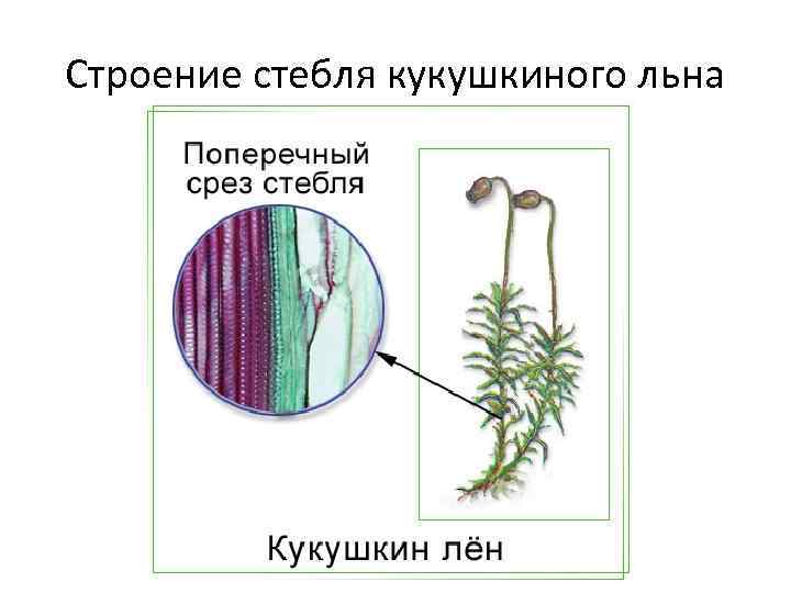 Строение стебля кукушкиного льна 