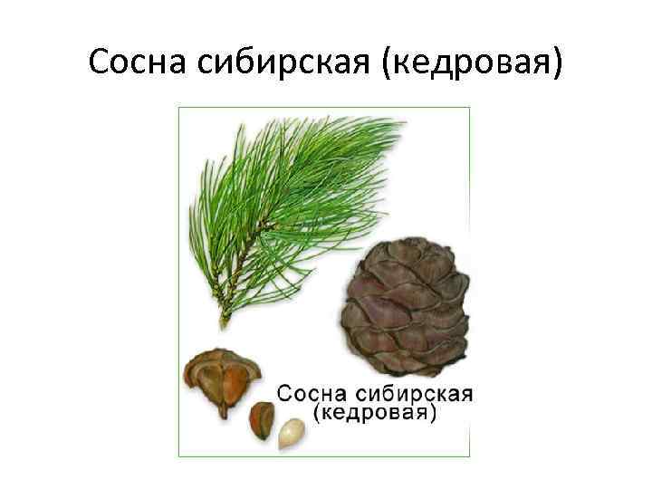 Сосна сибирская (кедровая) 