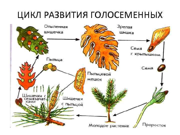 Цикл развития сосны обыкновенной схема с подписями