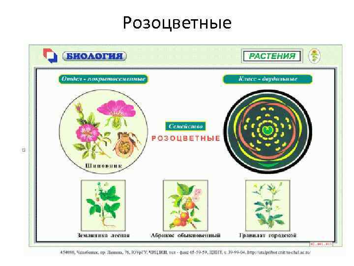 Семейство розоцветные диаграмма цветка