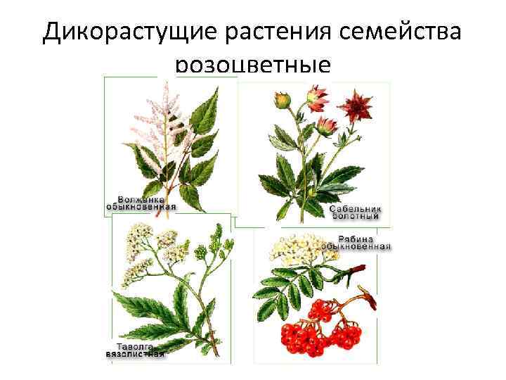 Дикорастущие растения семейства розоцветные 