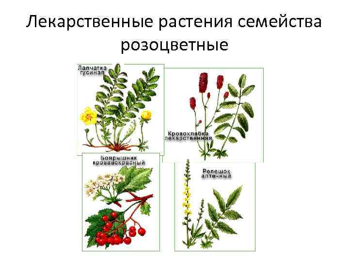 Лекарственные растения семейства розоцветные 