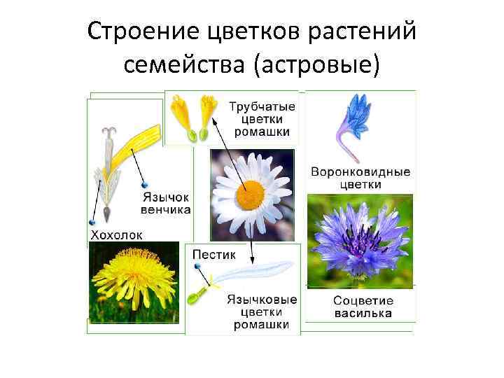 Строение цветков растений семейства (астровые) 