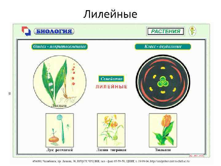 Диаграмма лилейных растений