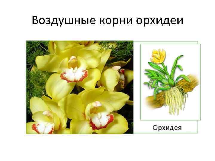 Воздушные корни орхидеи 