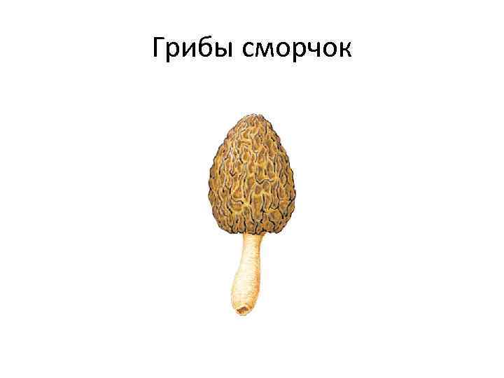 Грибы сморчок 