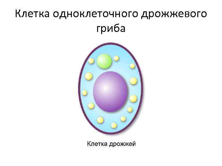 Клетка одноклеточного дрожжевого гриба 