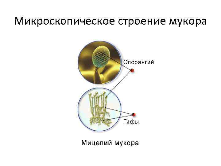Какое строение мукора. Микроскопическое строение Мукова. Мукор микроскопическое строение. Микроскопические споры у мукора. Микроскопические грибки строение.