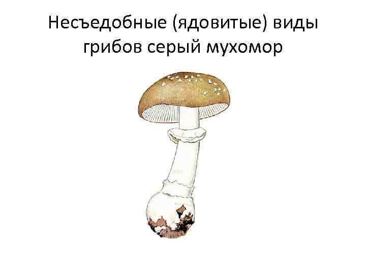 Несъедобные (ядовитые) виды грибов серый мухомор 
