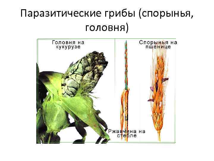 Паразитический гриб спорынья изображена на рисунке под номером