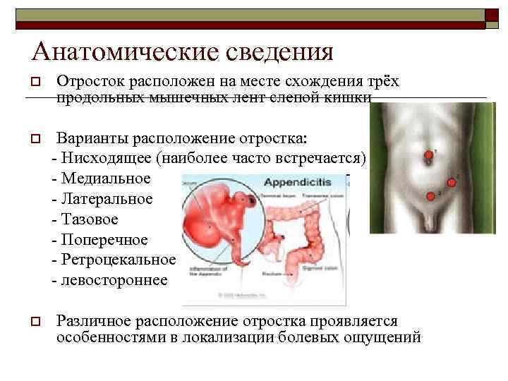 Анатомические сведения o o o Отросток расположен на месте схождения трёх продольных мышечных лент