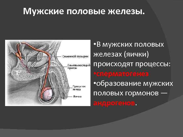 Мужские половые железы. • В мужских половых железах (яички) происходят процессы: • сперматогенез •