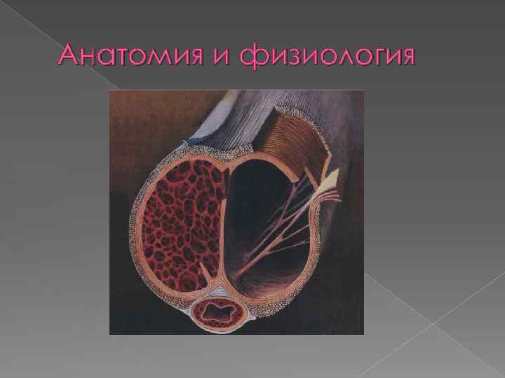 Анатомия и физиология 