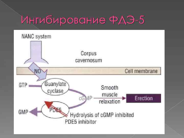 Ингибирование ФДЭ-5 