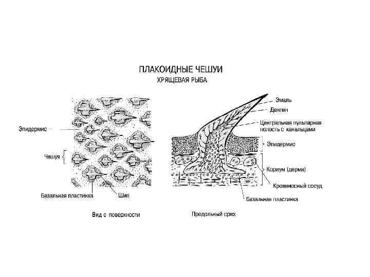 Зубы являются видоизменением чешуи. Строение плакоидной чешуи. Плакоидная чешуя хрящевых рыб. Строение чешуи хрящевых рыб. Плакоидная чешуя гистология.