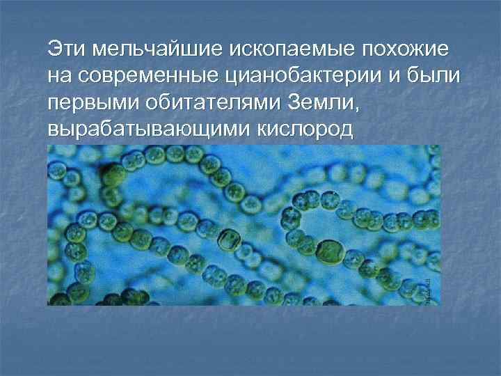 Эти мельчайшие ископаемые похожие на современные цианобактерии и были первыми обитателями Земли, вырабатывающими кислород