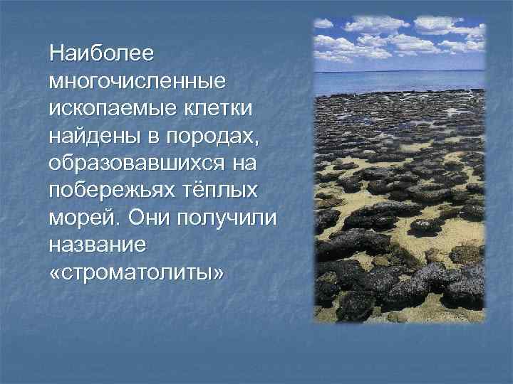 Наиболее многочисленные ископаемые клетки найдены в породах, образовавшихся на побережьях тёплых морей. Они получили