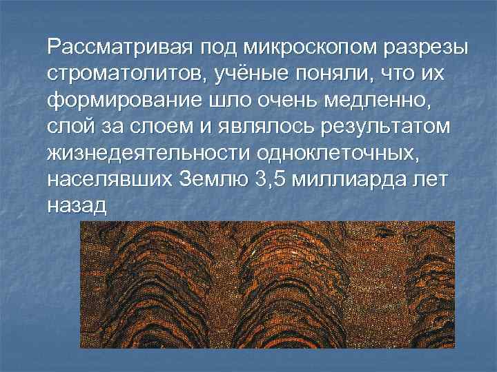 Рассматривая под микроскопом разрезы строматолитов, учёные поняли, что их формирование шло очень медленно, слой