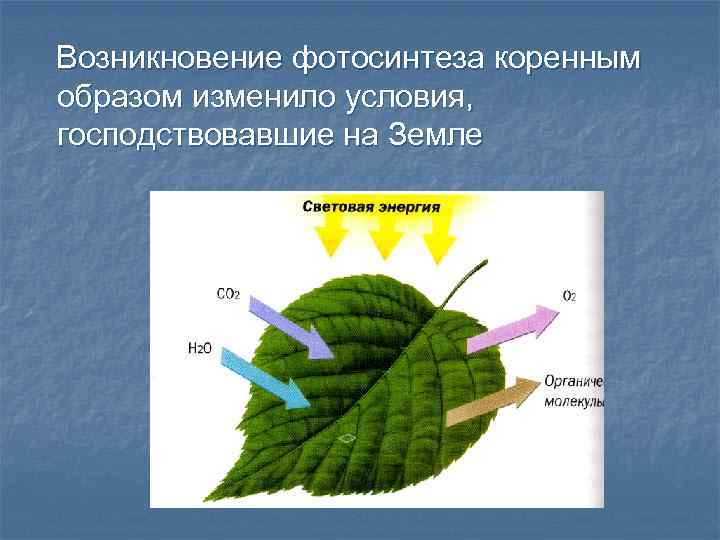 Фотосинтез материал. Возникновение фотосинтеза. Условия фотосинтеза. Как происходит процесс фотосинтеза. Процесс фотосинтеза 6 класс.