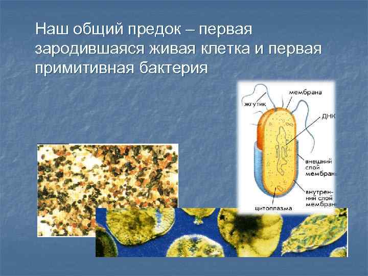 Наш общий предок – первая зародившаяся живая клетка и первая примитивная бактерия 