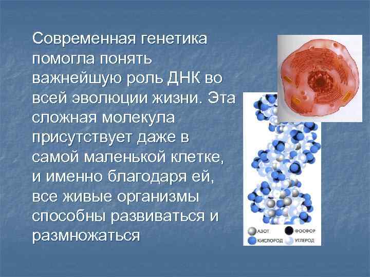 Современная генетика помогла понять важнейшую роль ДНК во всей эволюции жизни. Эта сложная молекула
