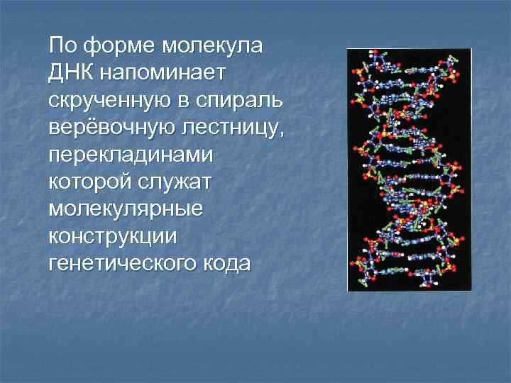 По форме молекула ДНК напоминает скрученную в спираль верёвочную лестницу, перекладинами которой служат молекулярные