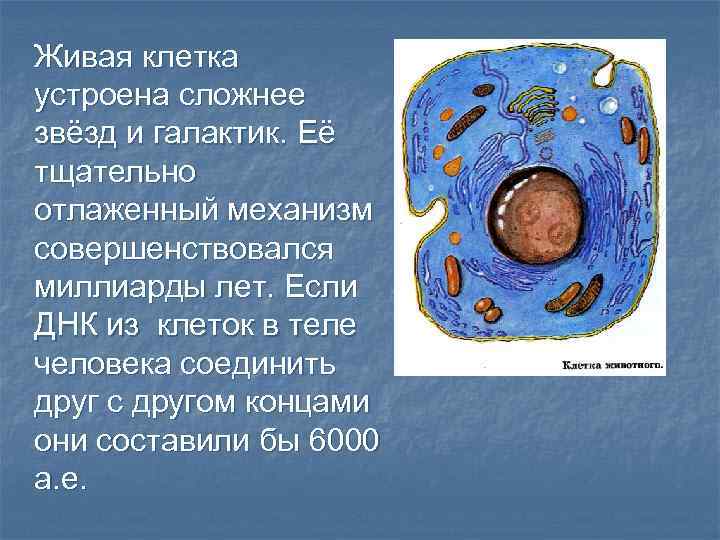 Живая клетка устроена сложнее звёзд и галактик. Её тщательно отлаженный механизм совершенствовался миллиарды лет.