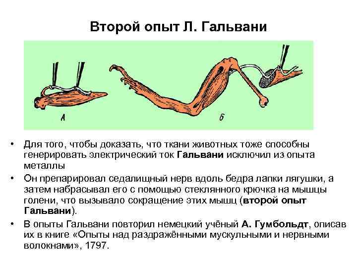 Второй опыт Л. Гальвани • Для того, чтобы доказать, что ткани животных тоже способны