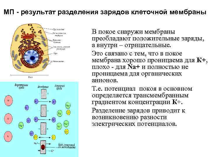 МП - результат разделения зарядов клеточной мембраны В покое снаружи мембраны преобладают положительные заряды,