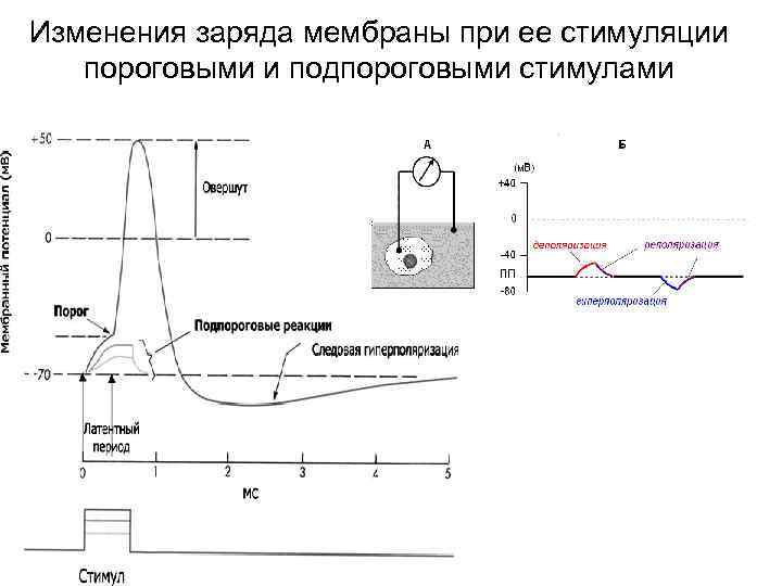 Изменения заряда мембраны при ее стимуляции пороговыми и подпороговыми стимулами 