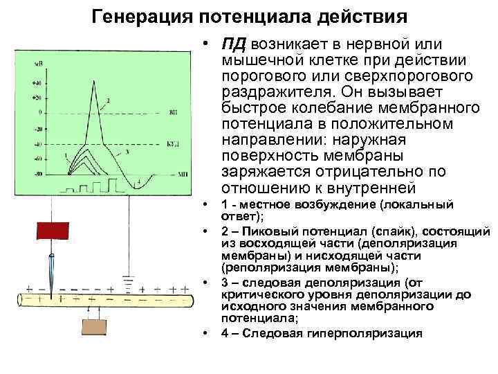 Генерация потенциала действия • ПД возникает в нервной или мышечной клетке при действии порогового