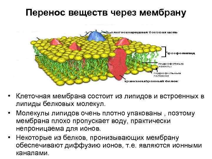 Мембрана возбудимой клетки