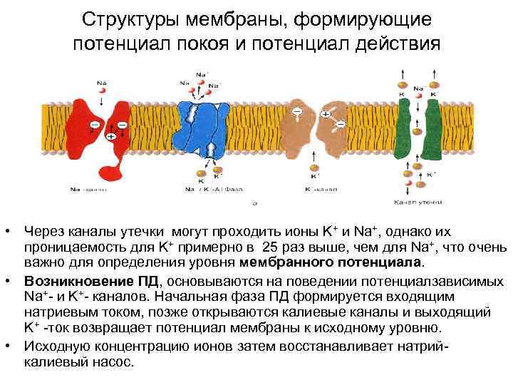 Структуры мембраны, формирующие потенциал покоя и потенциал действия • Через каналы утечки могут проходить