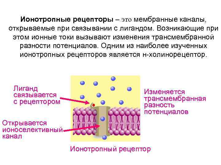 Рецептором называется. Ионотропные и метаботропные рецепторы. Ионотропный Рецептор строение. Мембранные рецепторы (Метабо- и ионотропные). Ионотропные и метаботропные каналы.