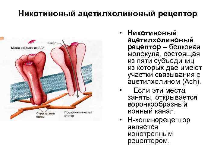 Рецепторами являются. Никотиновые ацетилхолиновые рецепторы. Мускориловые ацетиловые рецепторы. Строение ацетилхолинового рецептора. Мускариновые ацетилхолиновые рецепторы.