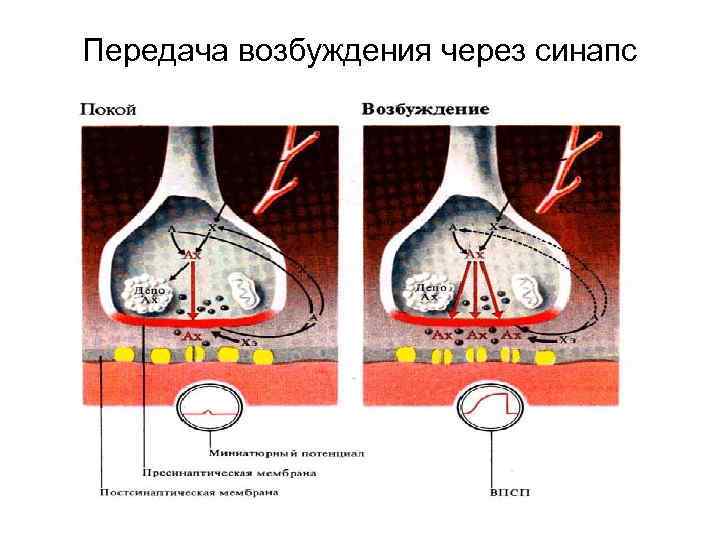 Передача возбуждения через синапс 