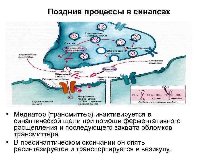 Поздние процессы в синапсах • Медиатор (трансмиттер) инактивируется в синаптической щели при помощи ферментативного