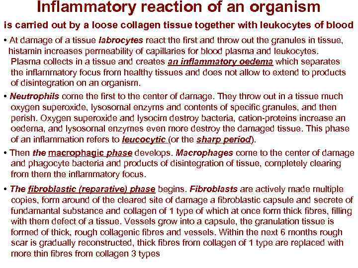 Inflammatory reaction of an organism is carried out by a loose collagen tissue together