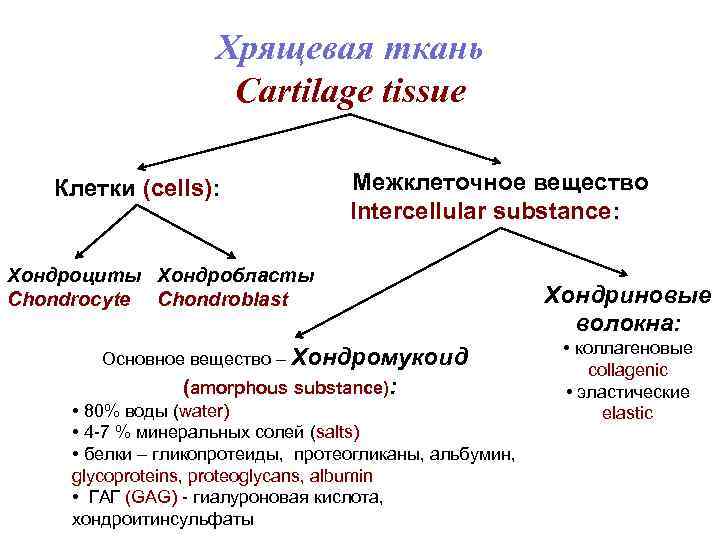 Хрящевая ткань Cartilage tissue Клетки (cells): Межклеточное вещество Intercellular substance: Хондроциты Хондробласты Chondrocyte Chondroblast