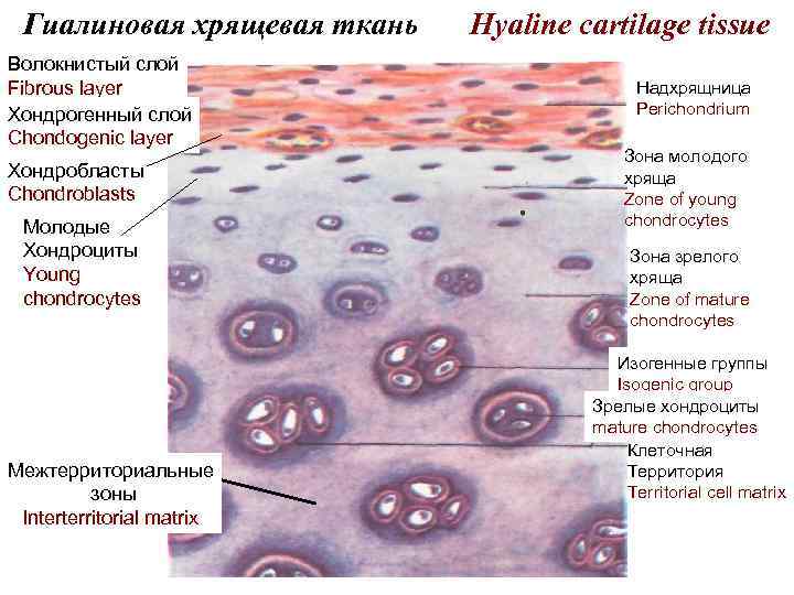 Субплевральный узел незрелой хрящевой ткани