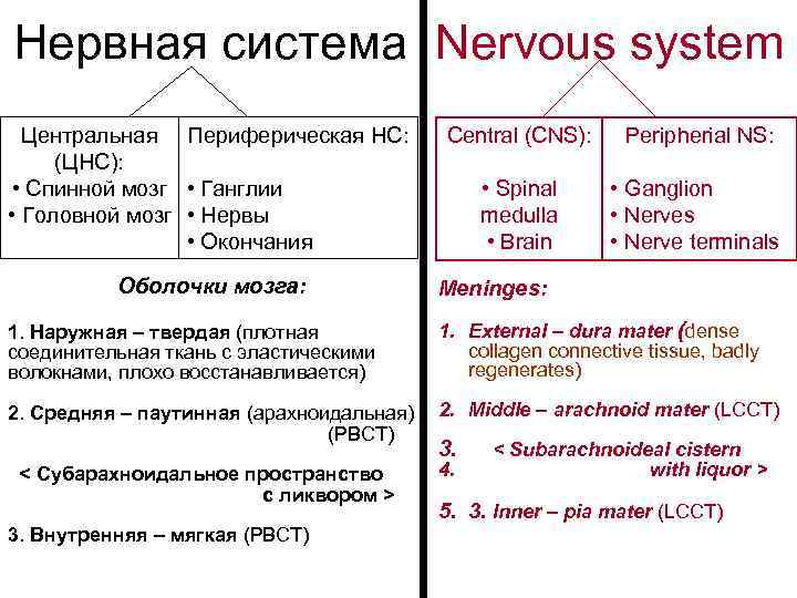 Нервная система Nervous system Центральная Периферическая НС: (ЦНС): • Спинной мозг • Ганглии •