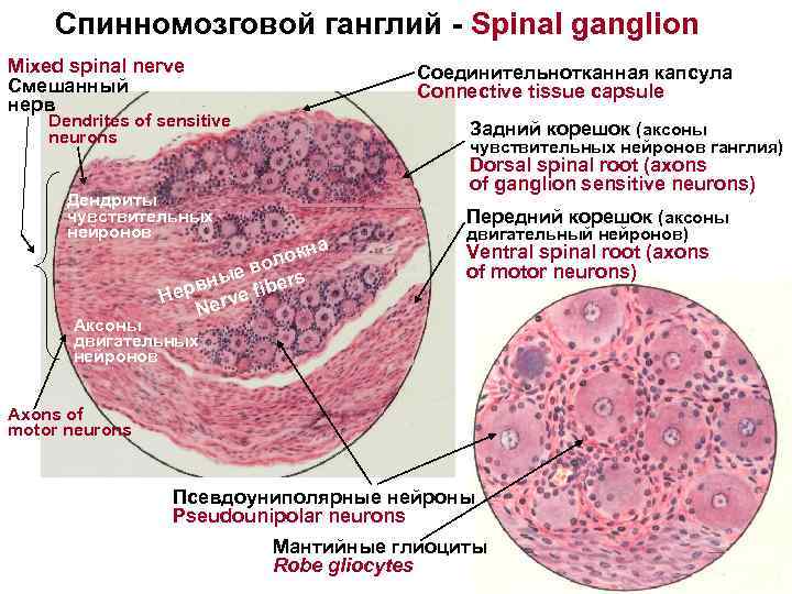 Спинномозговой ганглий - Spinal ganglion Mixed spinal nerve Смешанный нерв Соединительнотканная капсула Connective tissue
