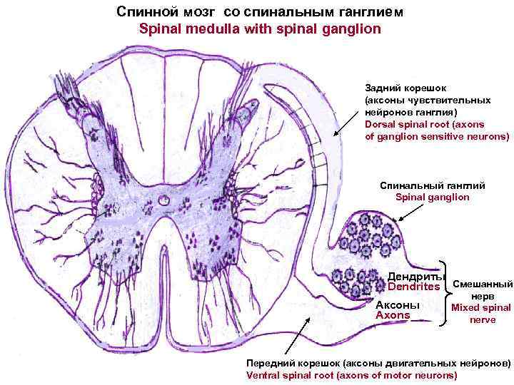 Спинной мозг со спинальным ганглием Spinal medulla with spinal ganglion Задний корешок (аксоны чувствительных
